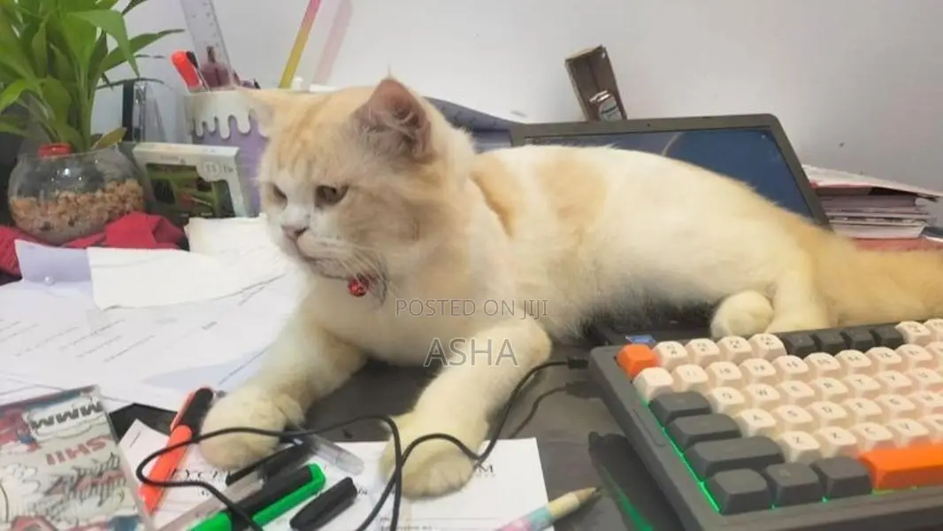 Persian Cat