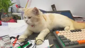 Persian Cat