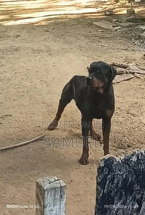 Rottweiler Male Dog