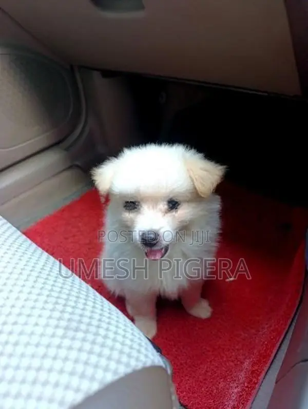Lion Pomeranian Puppies
