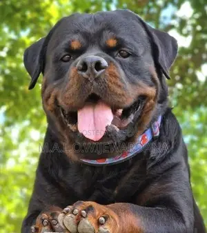 Rottweiler puppies