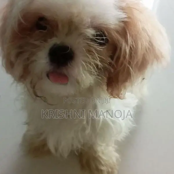 Shih Tzu Puppies