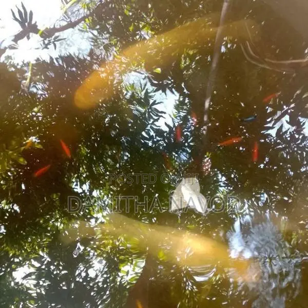 යෝද ගුරාමි