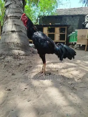 Rooster