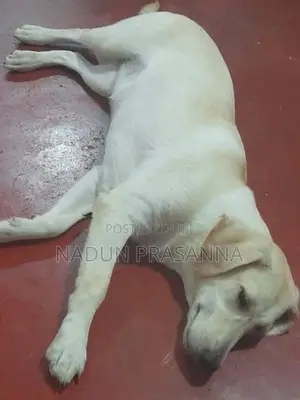 ලැබ්ඩ්‍රොයි වර්ගයේ බලු පැටවෙක්