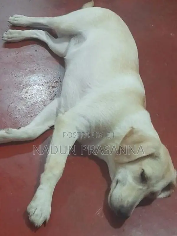 ලැබ්ඩ්‍රොයි වර්ගයේ බලු පැටවෙක්