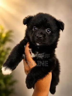 Lion Pomeranian Puppy....