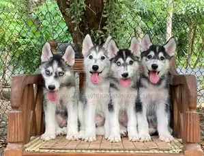 Serbian Husky Puppies