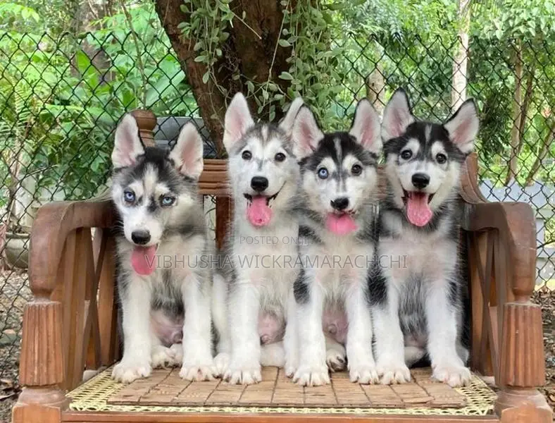 Serbian Husky Puppies