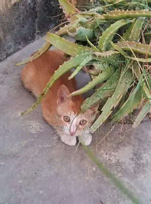 Cat for Kind Home