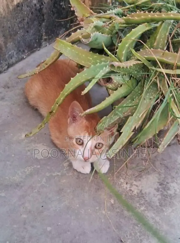 Cat for Kind Home