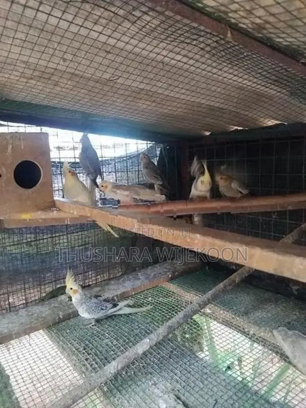 කොක්ටේල් කුරුල්ලන්