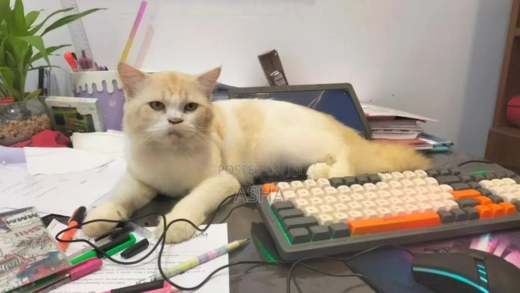 Persian Cat