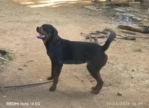 Rottweiler Male Dog