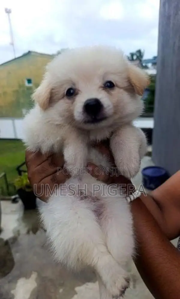 Lion Pomeranian Puppies