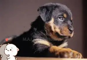 Rottweiler puppies