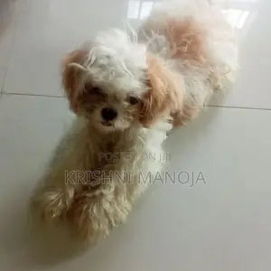 Shih Tzu Puppies