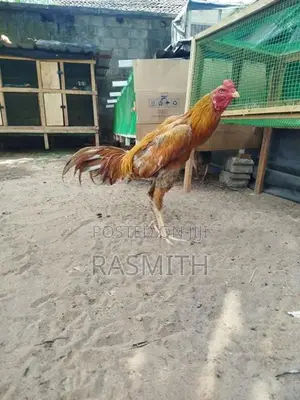 Rooster