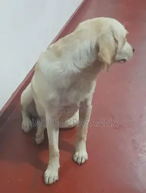 ලැබ්ඩ්‍රොයි වර්ගයේ බලු පැටවෙක්