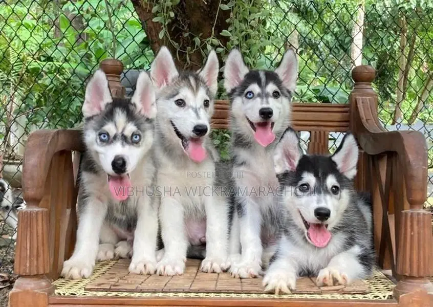 Serbian Husky Puppies