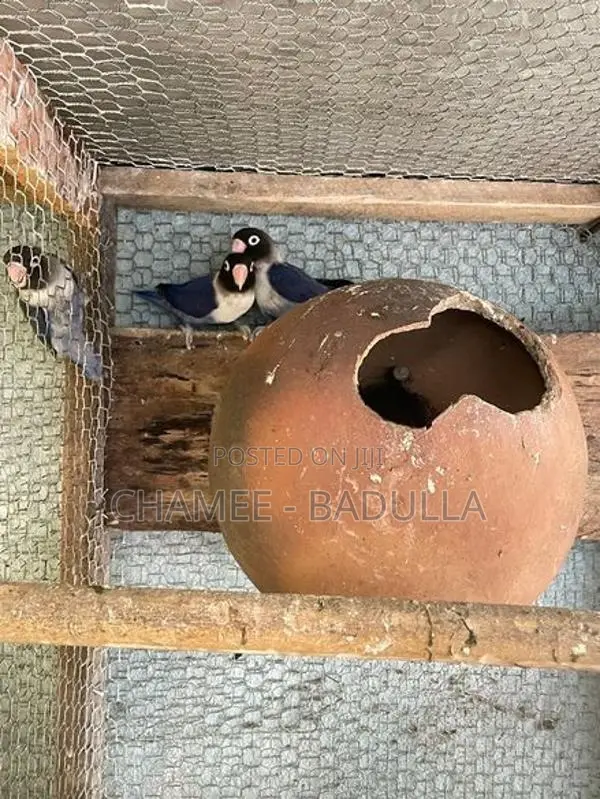 african love birds double violet