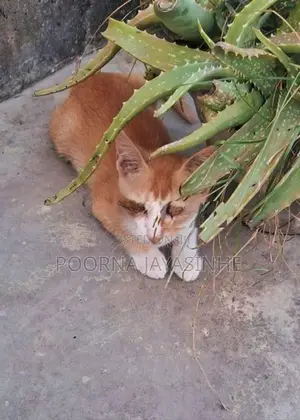 Cat for Kind Home