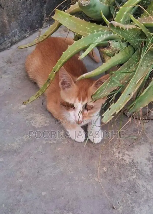 Cat for Kind Home