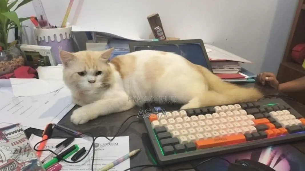 Persian Cat