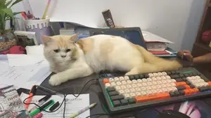 Persian Cat