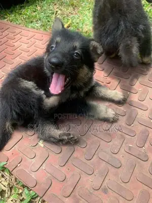 German shepherd