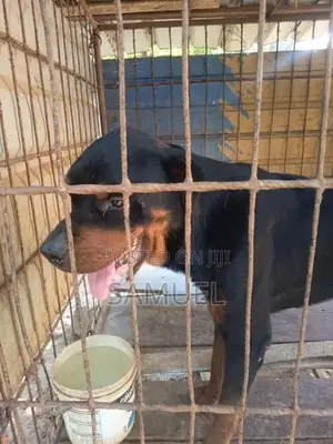 Rottweiler Male Dog