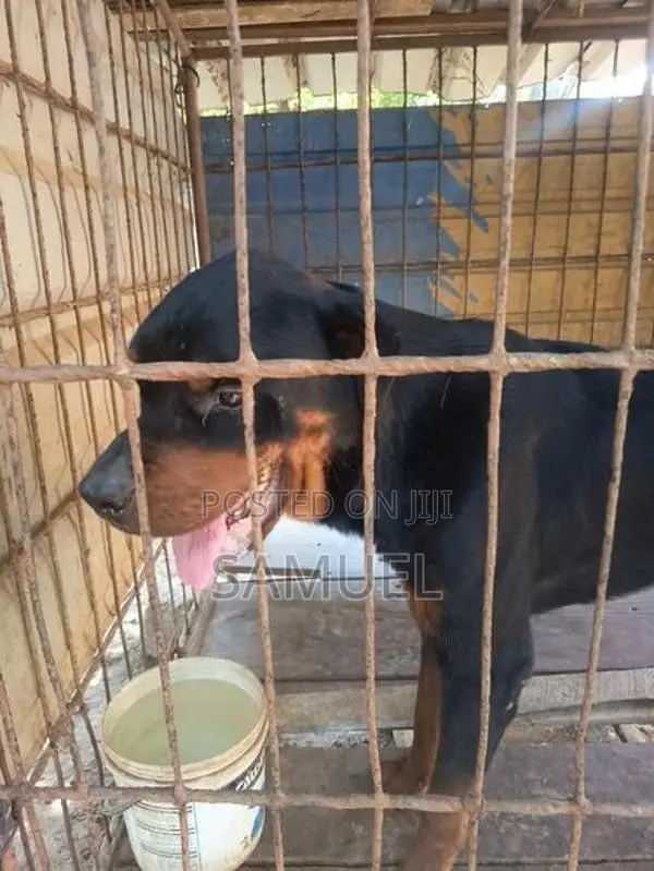 Rottweiler Male Dog