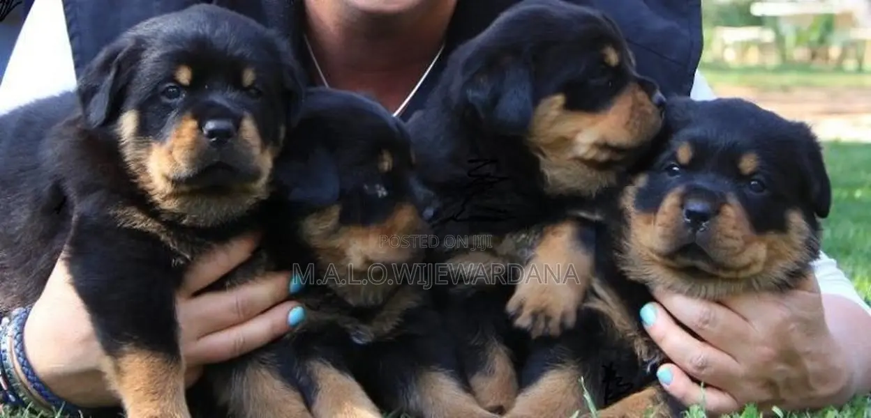 Rottweiler puppies