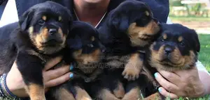 Rottweiler puppies