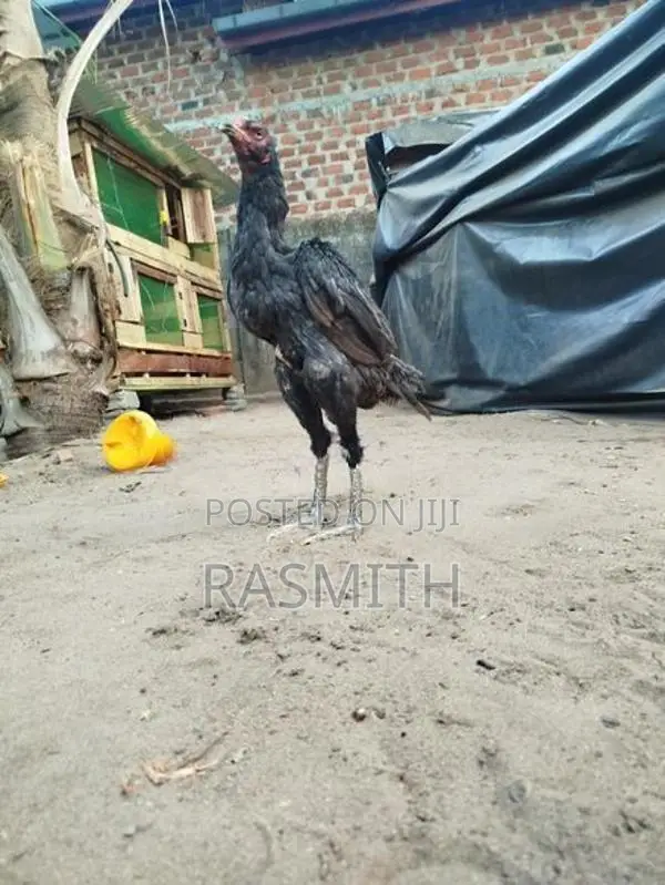 Rooster