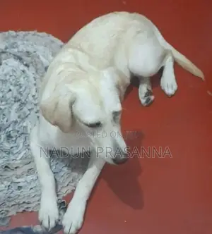 ලැබ්ඩ්‍රොයි වර්ගයේ බලු පැටවෙක්