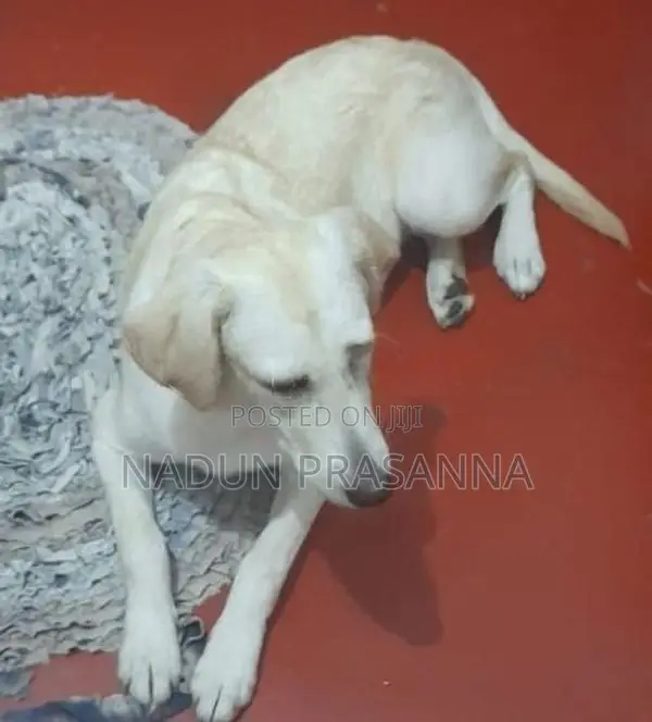 ලැබ්ඩ්‍රොයි වර්ගයේ බලු පැටවෙක්