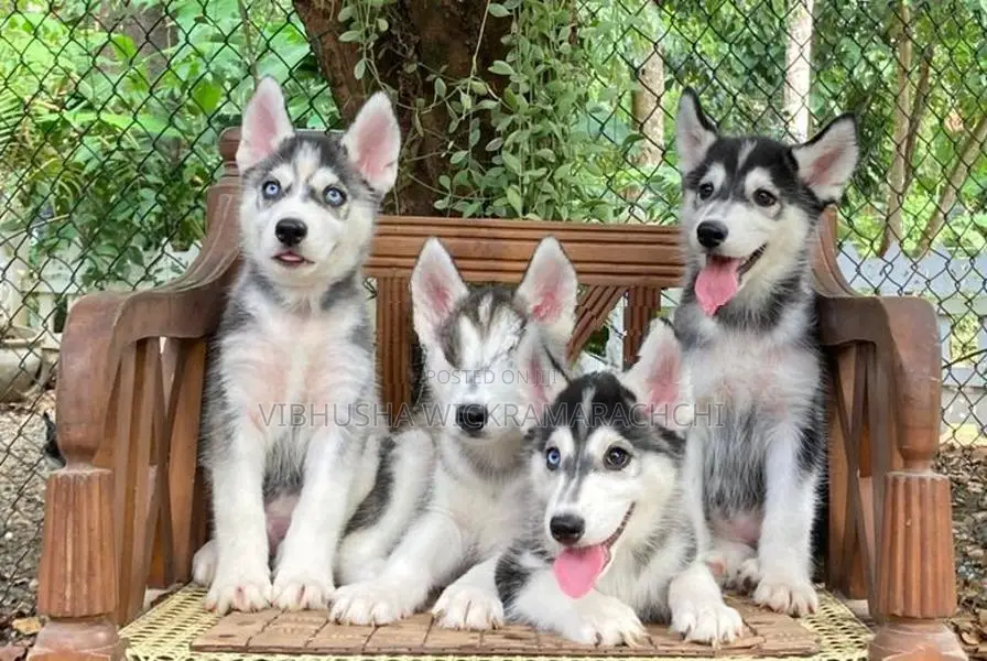 Serbian Husky Puppies