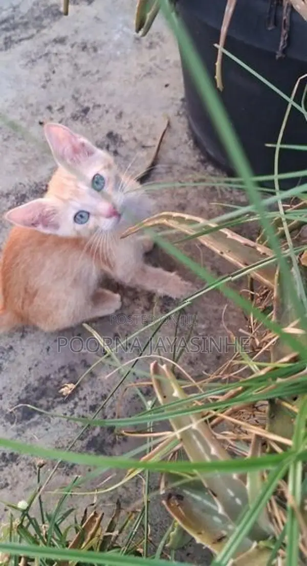 Cat for Kind Home