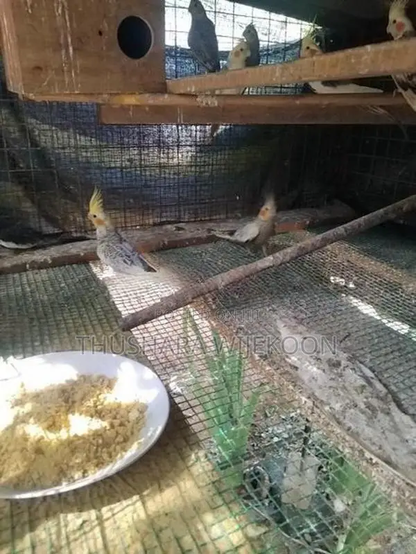 කොක්ටේල් කුරුල්ලන්