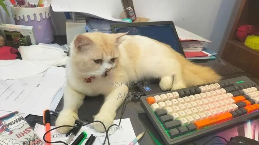 Persian Cat