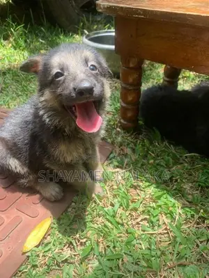German shepherd