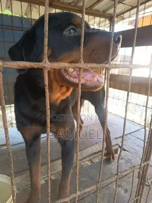 Rottweiler Male Dog