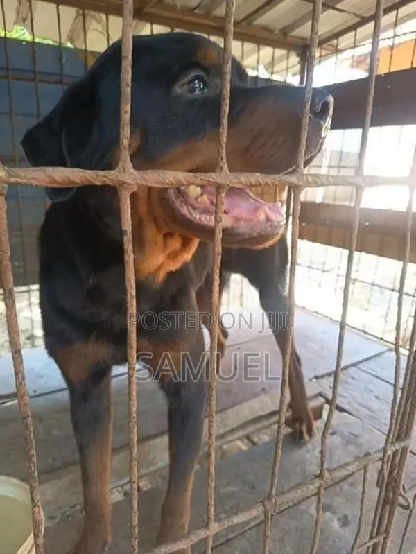 Rottweiler Male Dog