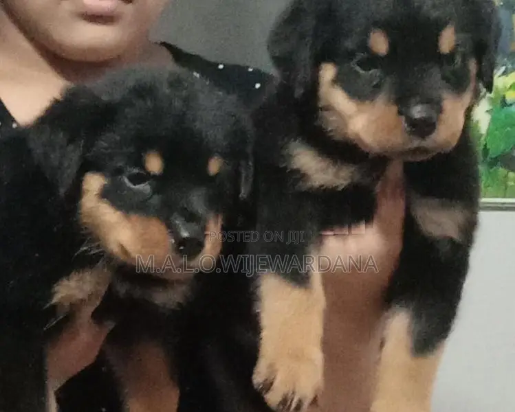 Rottweiler puppies