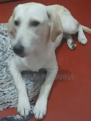 ලැබ්ඩ්‍රොයි වර්ගයේ බලු පැටවෙක්