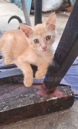 Cat for Kind Home
