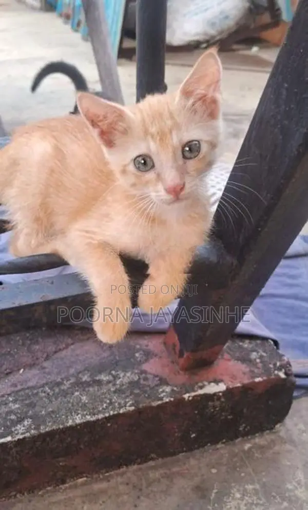 Cat for Kind Home