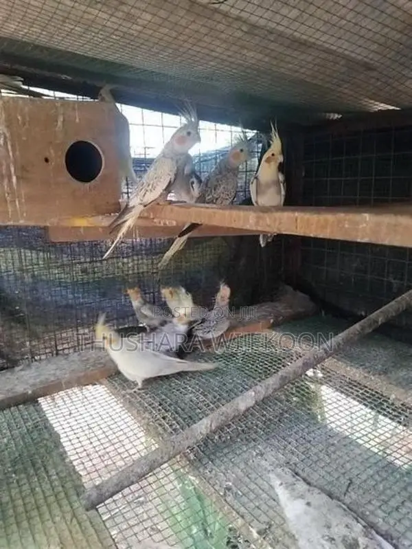 කොක්ටේල් කුරුල්ලන්