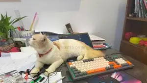 Persian Cat